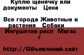 Куплю щенячку или документы › Цена ­ 3 000 - Все города Животные и растения » Собаки   . Ингушетия респ.,Магас г.